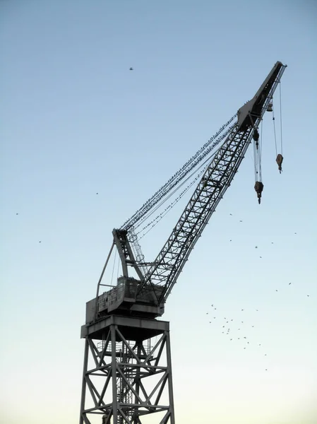Kargo gemisi Crane, Alacakaranlık 'ta kuşlarla kaplıydı. — Stok fotoğraf