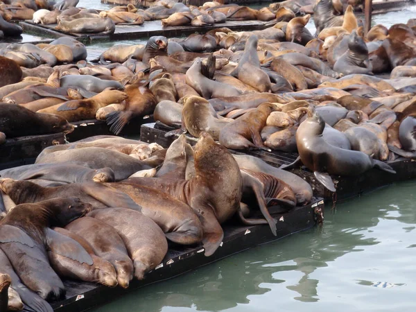 Large group of Sea Lions rest on rows of Piers — Stock Photo, Image