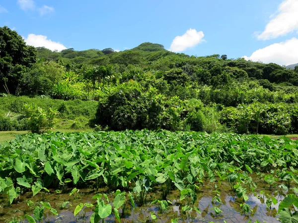 Wet Kalo Taro Fields on Windward Oahu — Stock Photo, Image