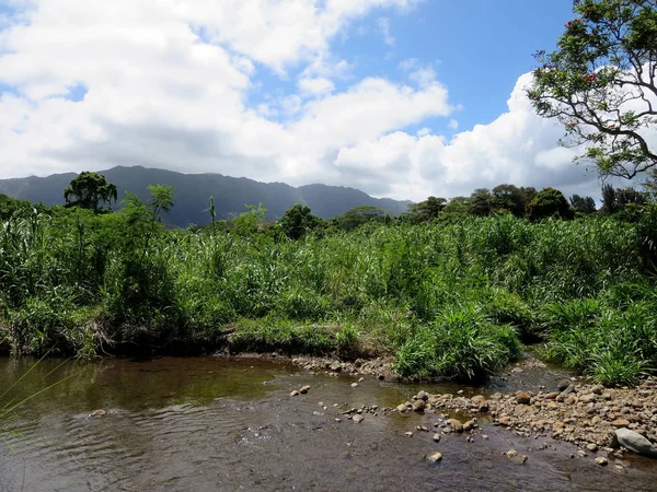 Arroyo lleno de rocas y rodeado de árboles y plantas — Foto de Stock