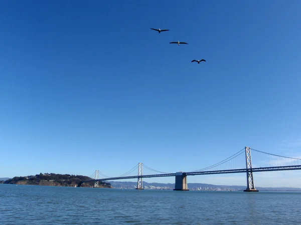 Tre gabbiani volano davanti al lato San Francisco della baia di Bri — Foto Stock