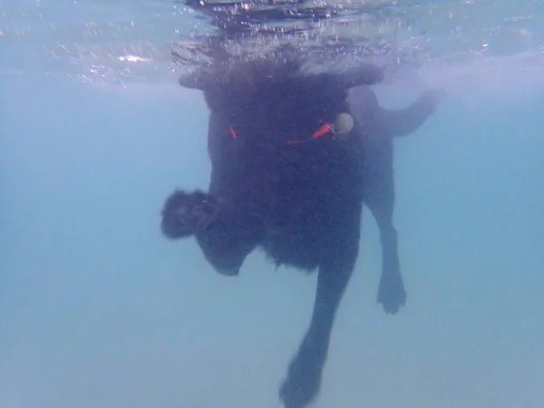 Siyah düz saçlı av köpeği turuncu yakalı bacakları hareket ediyor ve... — Stok fotoğraf