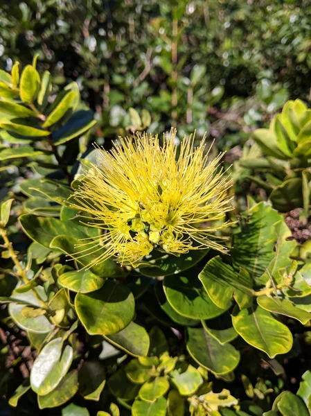 Närbild av gul Ohi 'a blomma i blom — Stockfoto