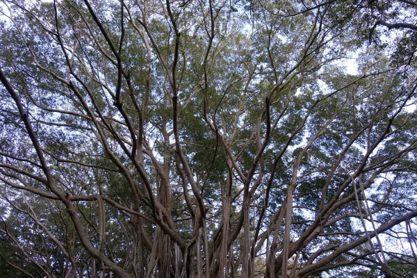 Κοιτάζοντας Ψηλά Στο Θόλο Του Παλιού Μεγάλου Banyan Δέντρο Στη — Φωτογραφία Αρχείου