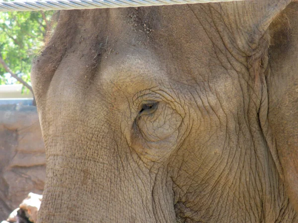 Honolulu February 2012 Elephant Eye Side Face Close Honolulu Zoo — Zdjęcie stockowe