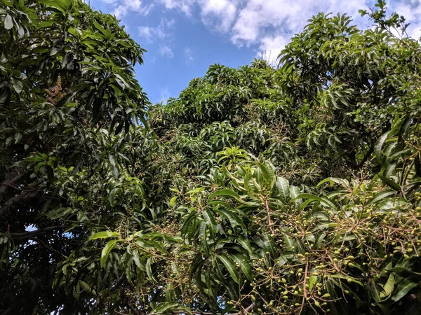 Baby Sun Küsste Hayden Mangos Und Gewöhnliche Chinesische Mangos Verschiedenen — Stockfoto