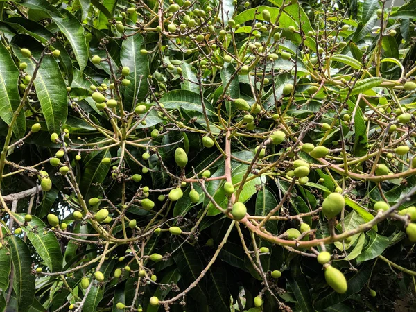 Baby Common Chinese Mangos Different Sizes Hang Tree Full Green — Zdjęcie stockowe