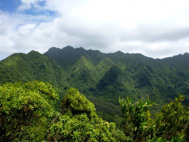 Manoa Vadisi ve Olimpos Dağı, Waahila, deniz seviyesinden 2,300 feet yükseklikte yemyeşil bir orman ve yukarıda mavi gökyüzü ile kaplı..