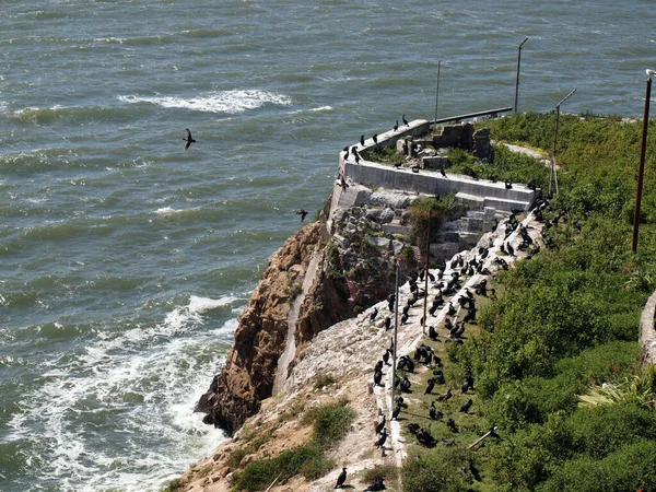 Black Birds Langkan Pulau Alcatraz Dengan Gelombang Bergulir Dari San — Stok Foto