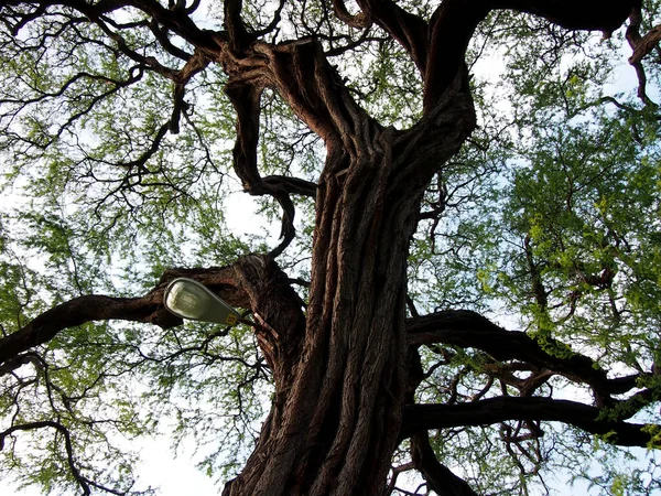 Mit Straßenlaterne Zum Kiawe Baum Aufschauen — Stockfoto