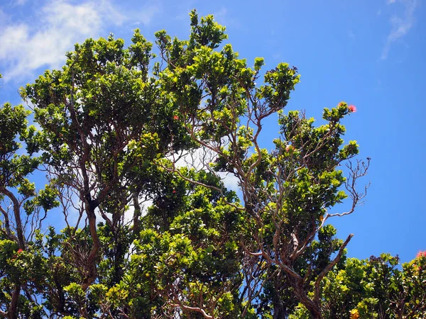 Red Flowers Bloom Branchs Ohi Tree — Stock Photo, Image