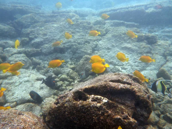 Yellow Tang Moorish Idol Swim Waters Hawaii — Stock Photo, Image
