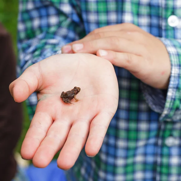 Kleiner Frosch in der Hand eines Jungen — Stockfoto