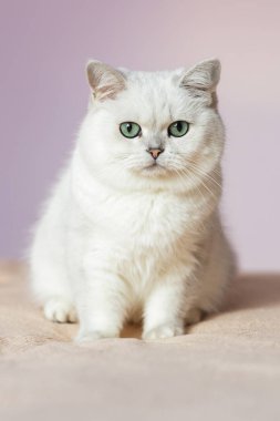 Yatak odasında otururken kabarık yerli kedi