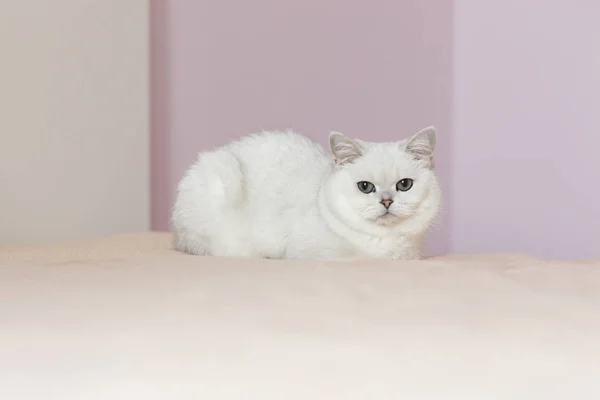 英国猫坐在床上在明亮的一个房间，用粉色的墙壁 — 图库照片