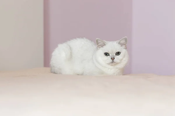 Gato britânico sentado em uma cama em uma sala de luz com paredes rosa — Fotografia de Stock