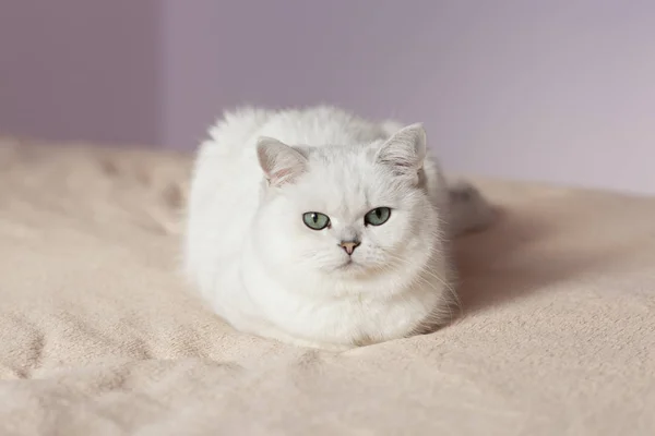 İngiliz kedi bir yatakta pembe duvarlar ile hafif bir odada oturan — Stok fotoğraf