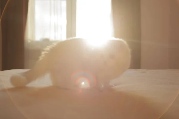 Пушистый домашний кот сидит в спальне — стоковое фото