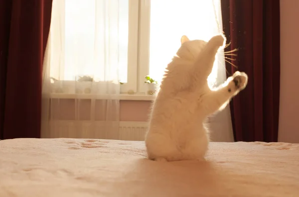 Gato doméstico fofo sentado no quarto — Fotografia de Stock