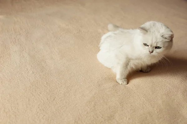 Пухнастий домашній кіт сидить у спальні — стокове фото