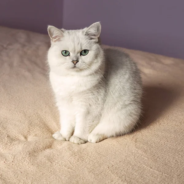 Пушистый домашний кот сидит в спальне — стоковое фото