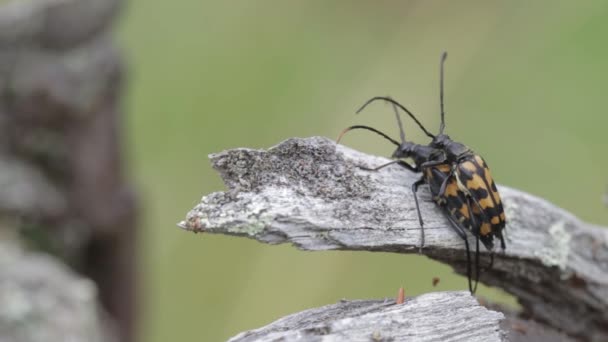 Kumbang berhubungan seks. Reproduksi serangga di alam — Stok Video