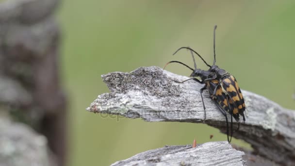 カブトムシは、セックスを持っています。自然の生殖虫たち — ストック動画