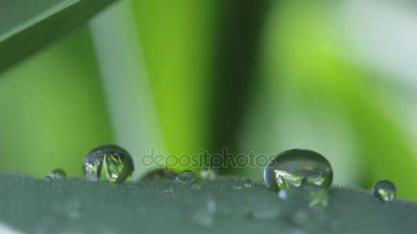 Water droplets on the surface of a flower leaf. Clear liquid close up — Stock Video