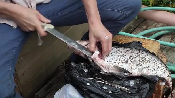 Woman cleans fish with large knife and scissors — Stock Video