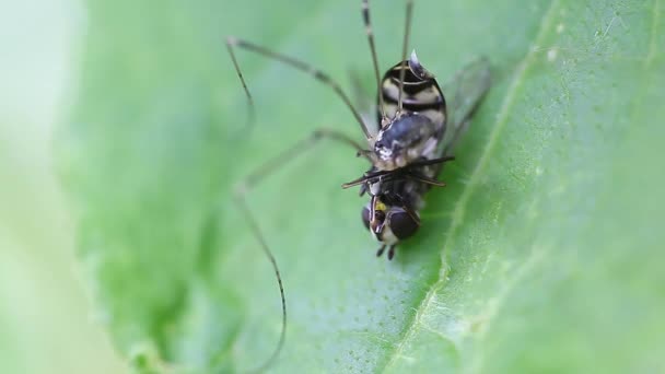 Insecto opilione atrapado una mosca y come — Vídeo de stock