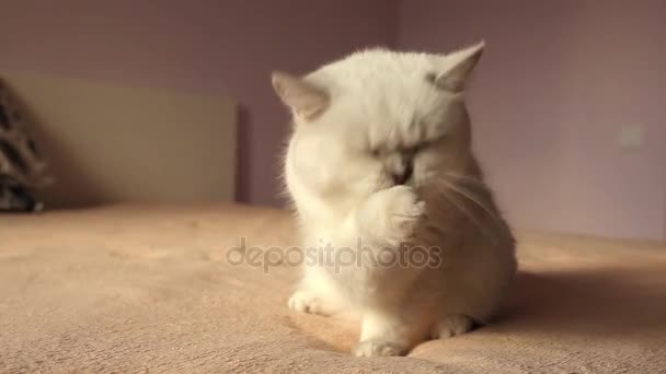 British cat sitting on a bed washes face with paw licking wool — Stock Video