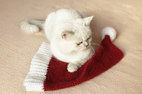 Британская кошка сидит на кровати в красной кепке, готовая к Новому году или Рождеству — стоковое фото