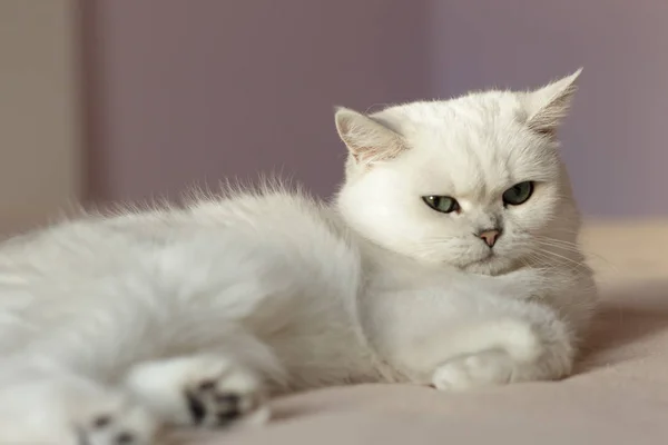 Britse kat, zittend op een bed in een lichte kamer met roze muren — Stockfoto