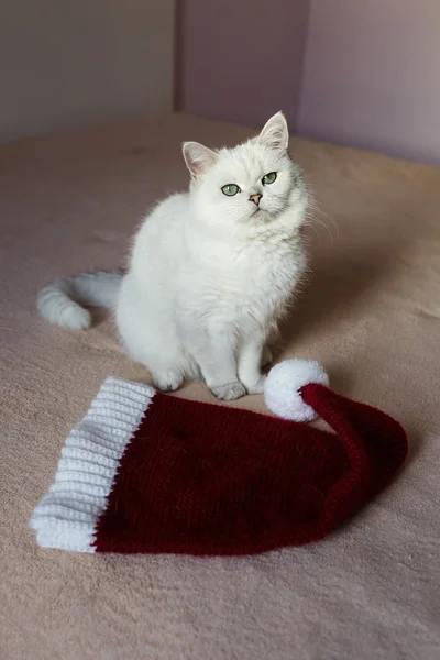Британский кот сидит на кровати в красной кепке, готовый к Новому году — стоковое фото