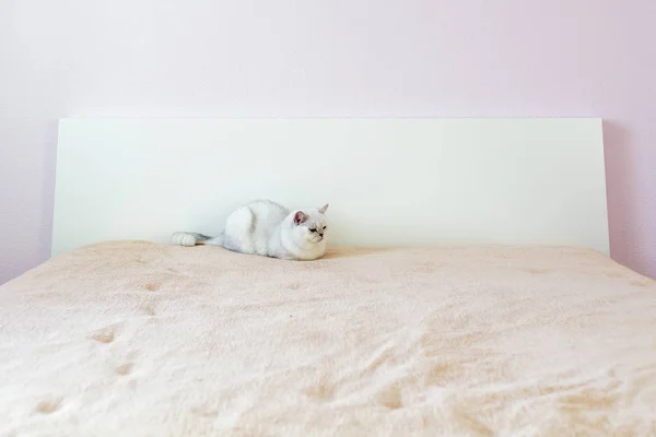 Британская кошка сидит на кровати в светлой комнате с розовыми стенами — стоковое фото
