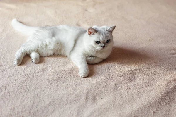 Nadýchané domácí kočka sedící v ložnici — Stock fotografie