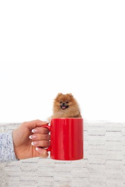 Bir kupa bir Pomeranian Spitz portresi. 