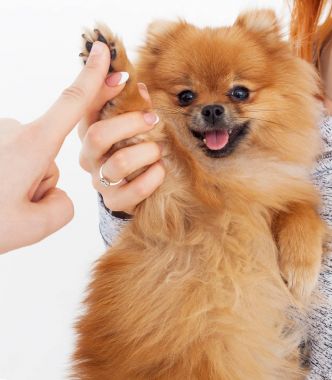Çak bir beşlik. Kadın ile köpek arasındaki karşılıklı