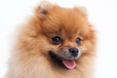 Genç bir turuncu pomeranian spitz portresi yakın çekim
