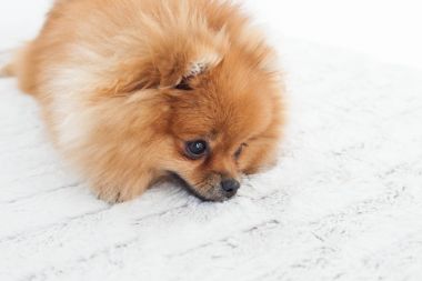 Yatağın üstüne oturan genç bir turuncu pomeranian spitz portresi