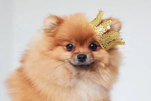 Başında bir taç ile bir Pomeranian Spitz portresi.