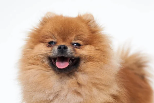 Portret van een jonge oranje Pommeren spitz close-up — Stockfoto