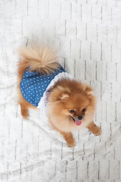 Pomeranian em um vestido deitado em um cobertor em casa — Fotografia de Stock