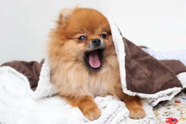 A beautiful pomeranian dog waking up and yawning from under the — Stock Photo, Image