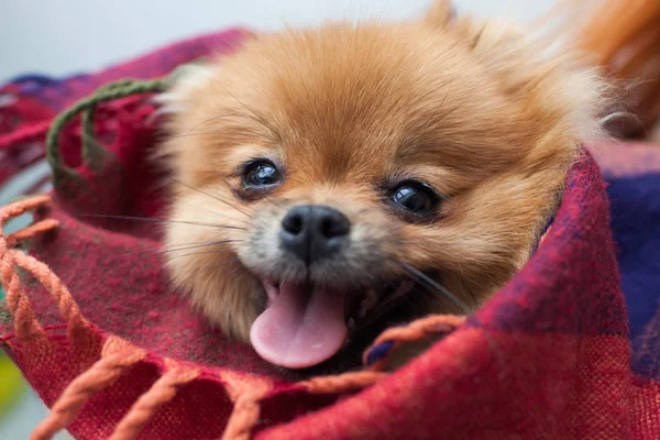 Portré, fiatal narancs Pomerániai spitz közelről — Stock Fotó