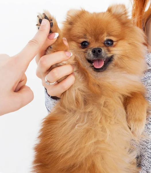 Dame cinco. apretón de manos entre mujer y perro — Foto de Stock