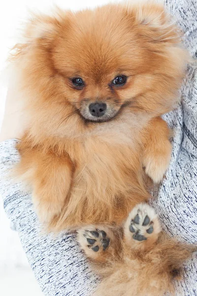 Um spitz Pomeranian feliz e satisfeito senta-se sobre os proprietários joelhos — Fotografia de Stock