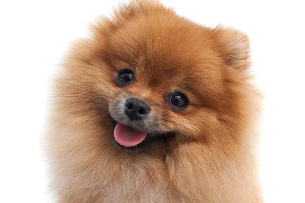 Retrato de un joven spitz pomeraniano naranja de cerca — Foto de Stock