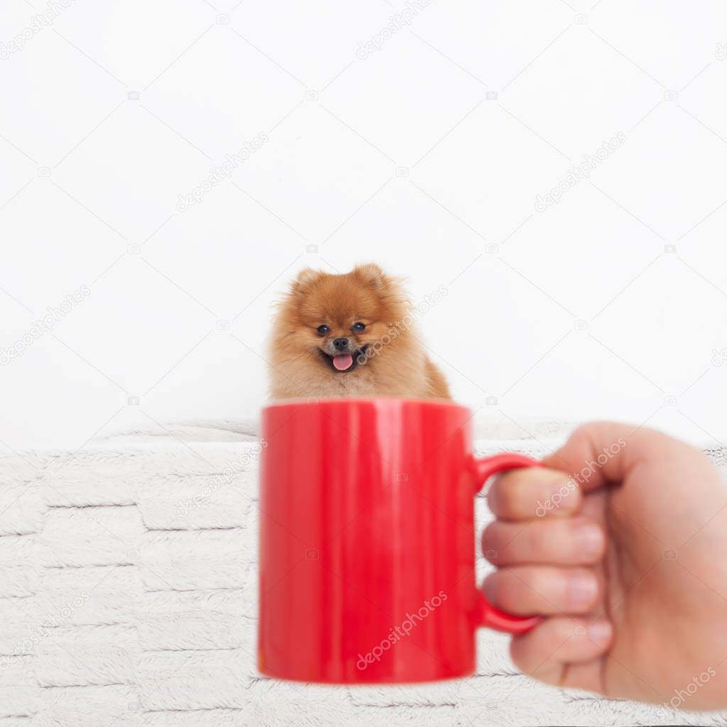 Portrait of a Pomeranian Spitz in a mug.