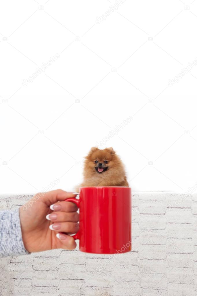 Portrait of a Pomeranian Spitz in a mug. 